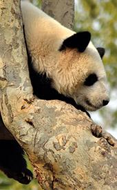 Shanghai Wild Animal Park